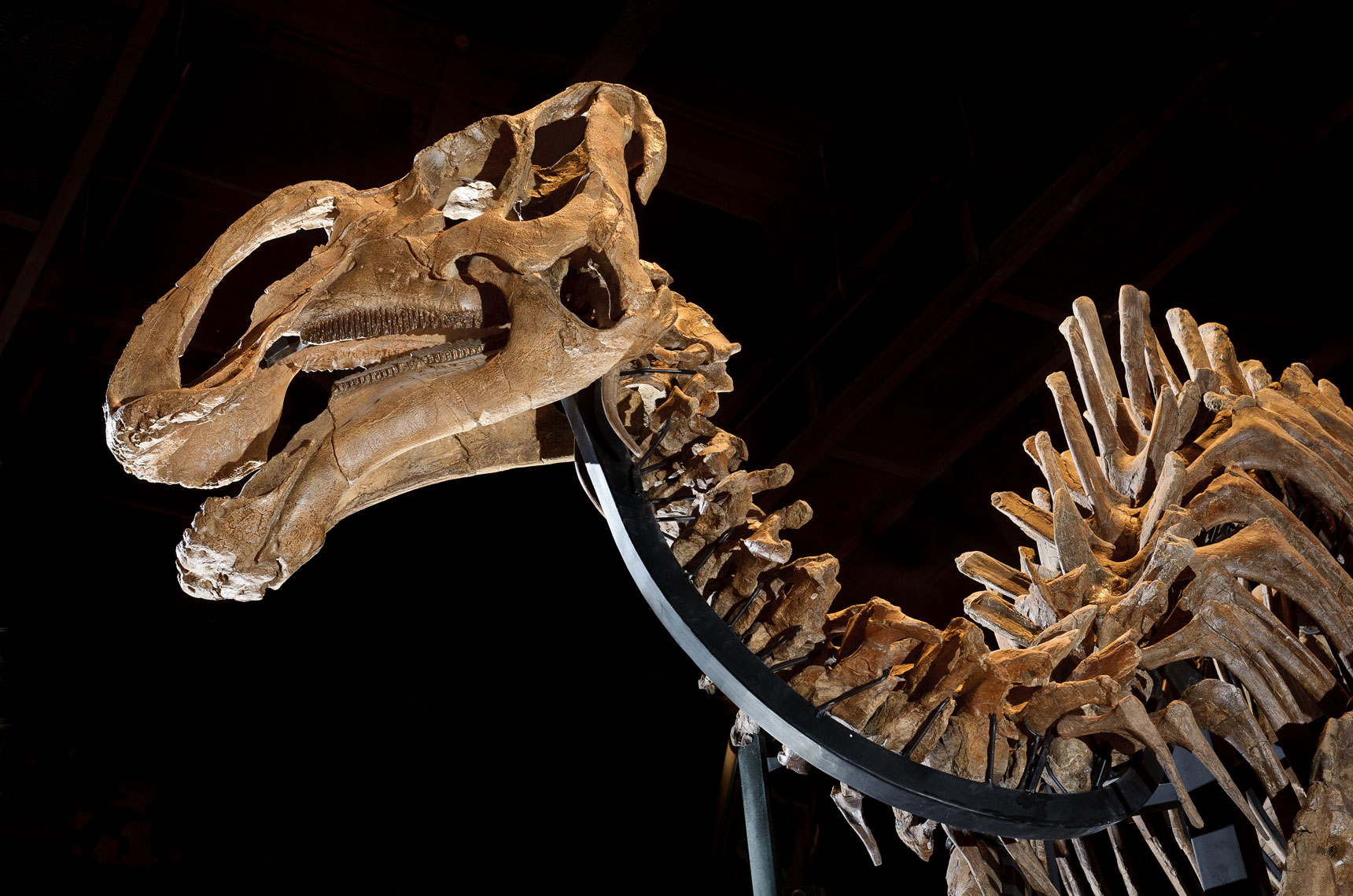 Natural History Museum of Utah, Dinosaur